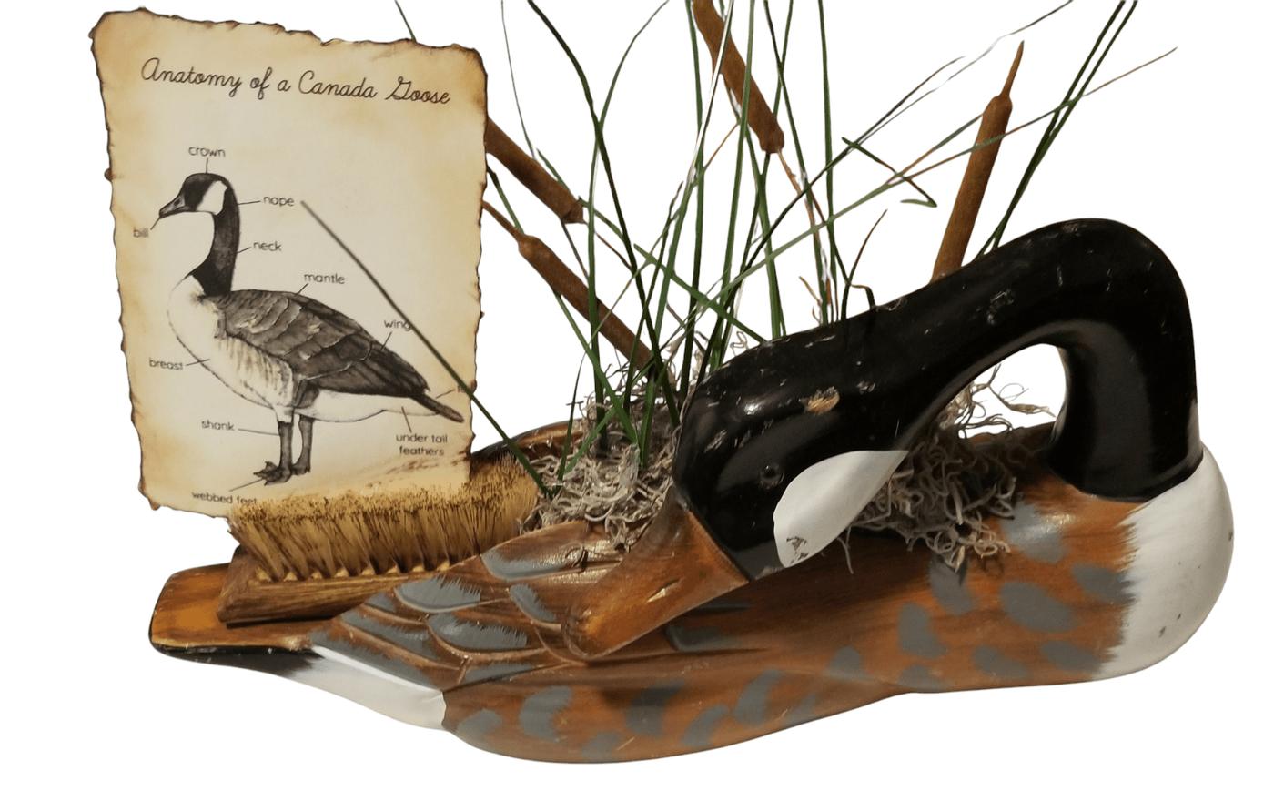 Canadian Goose decor - The Creative Shed - The Creative Shed - A letter holder featuring a decorative item resembling a goose, with a educational poster - like illustration of a goose anatomy behind it, all set against a white background. - 